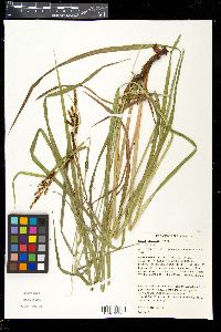 Carex shortiana image