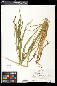 Carex shortiana image