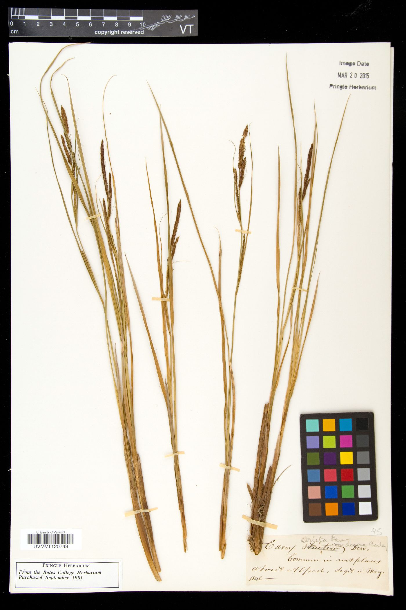 Carex stricta var. decora image