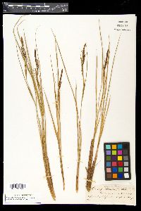 Carex stricta var. decora image