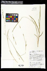 Carex styloflexa image