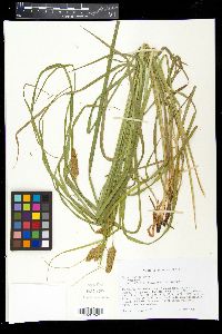 Carex typhina image