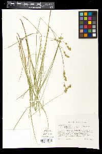 Carex tenera var. echinodes image