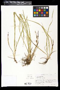 Carex tetanica image