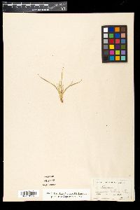 Carex umbellata var. tonsa image