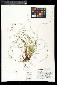 Carex umbellata image