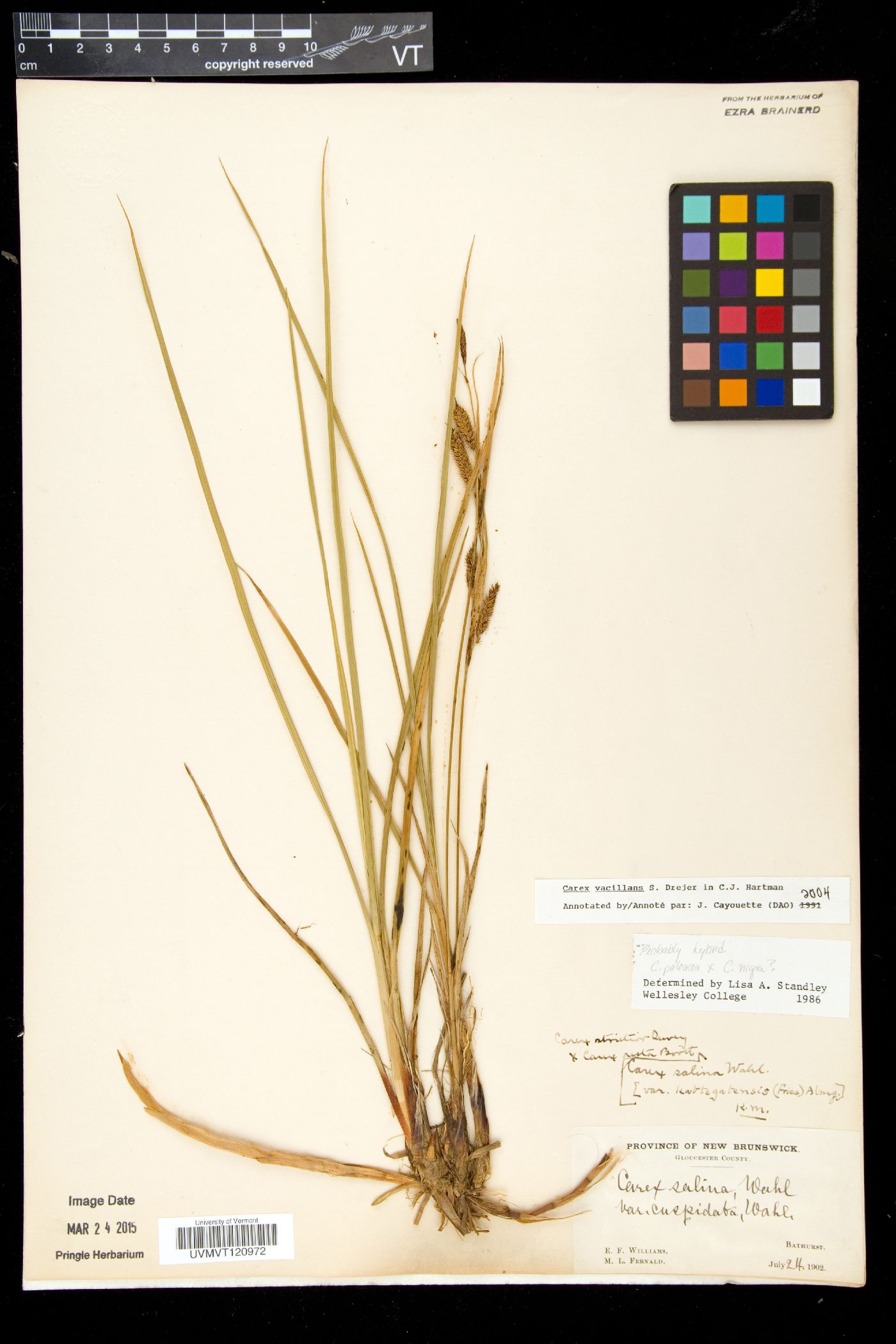 Carex vacillans image