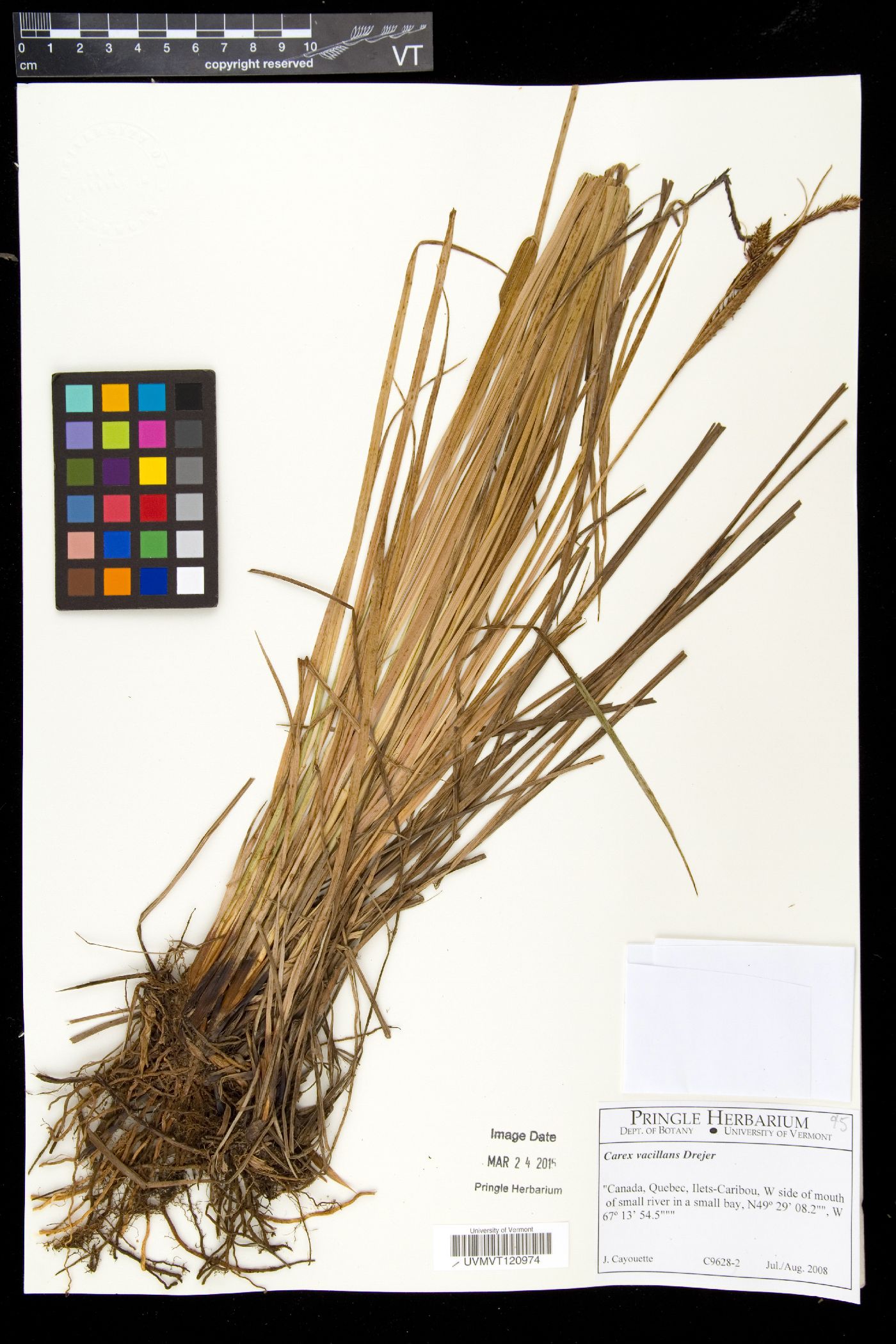 Carex vacillans image