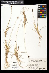 Carex vahlii image