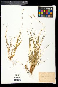 Carex varia image