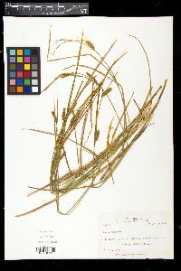 Carex vesicaria image