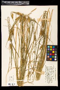 Carex vesicaria image