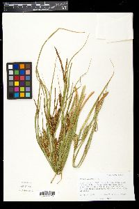 Carex vesicaria image