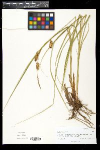 Carex vesicaria image