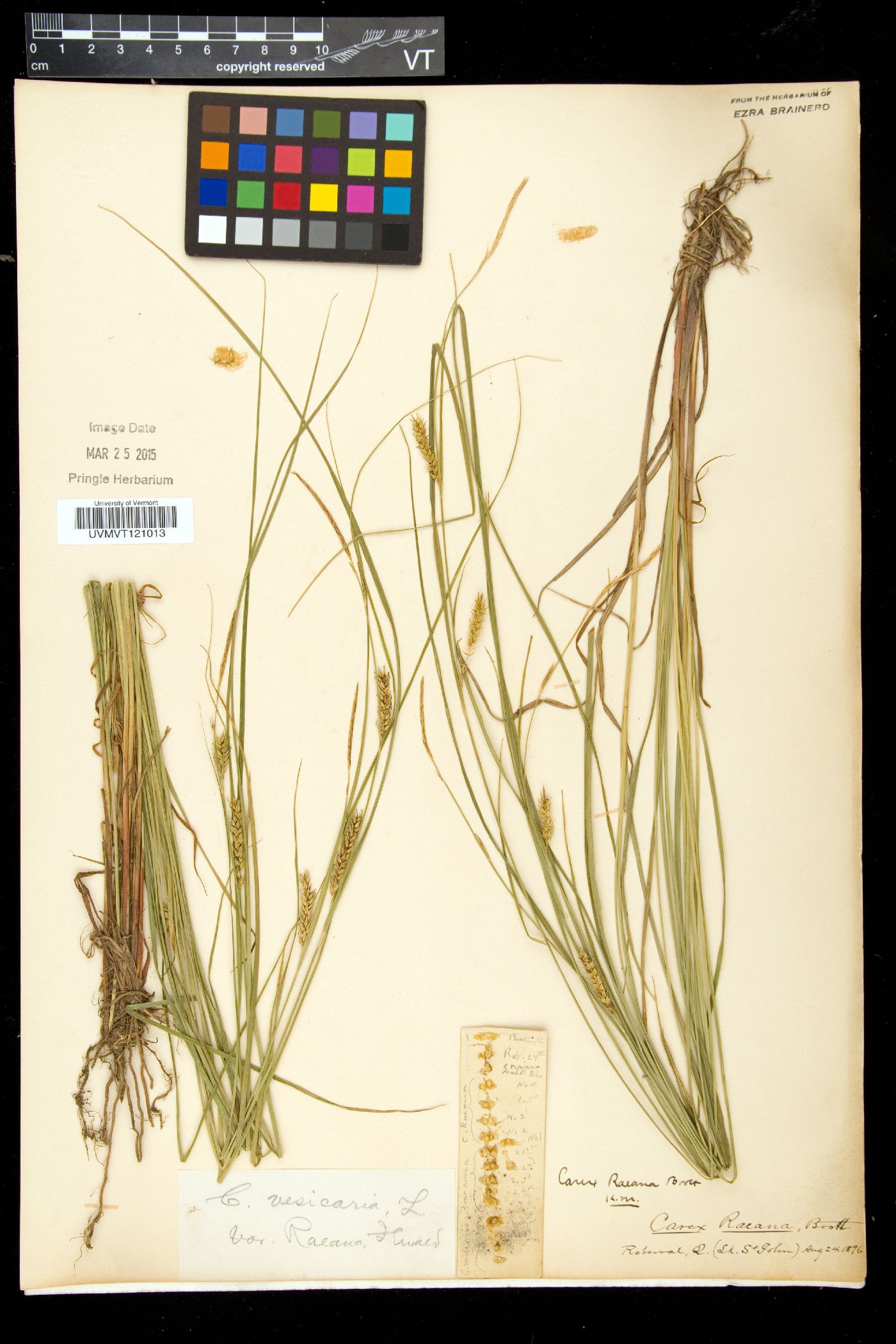 Carex vesicaria var. raeana image