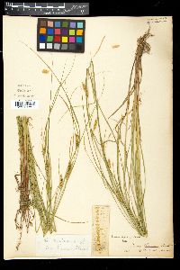 Carex vesicaria image