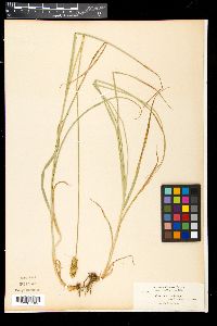 Carex vicaria image