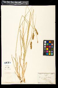 Carex vicaria image