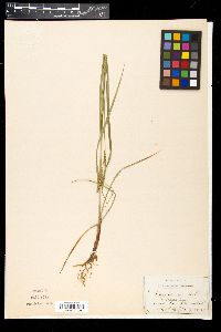 Carex virescens image