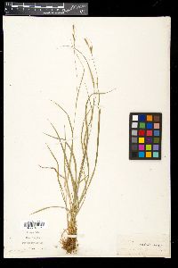 Image of Carex costata