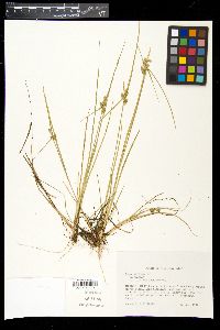 Carex viridula image