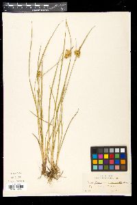 Carex oederi var. oederi image