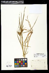 Carex lepidocarpa image