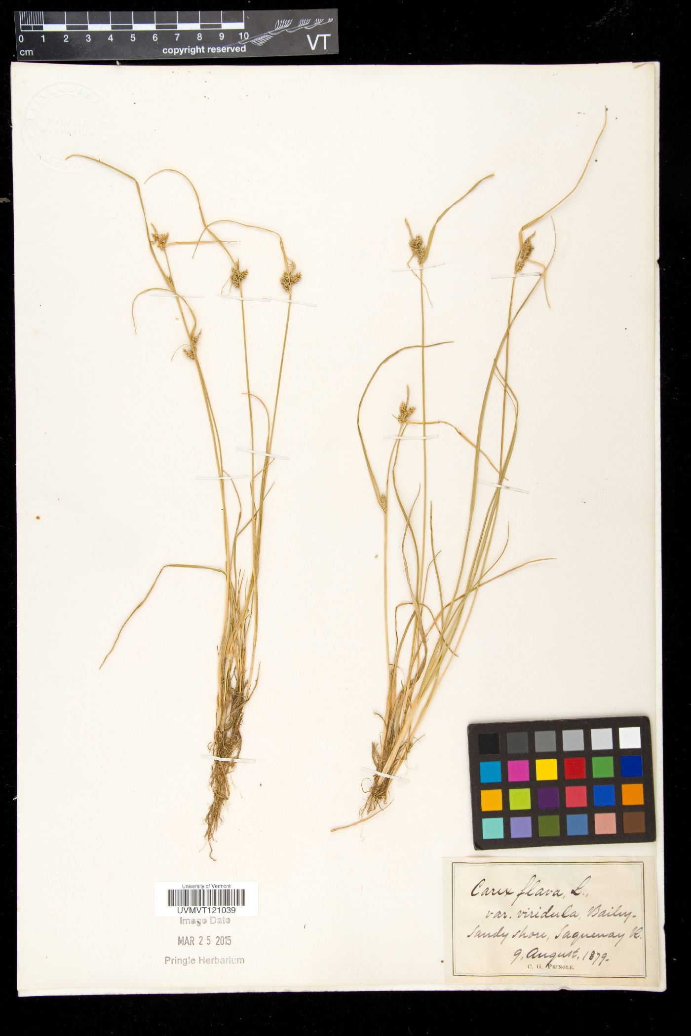 Carex flava var. viridula image