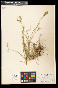Carex whitneyi image