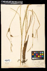 Carex striata image