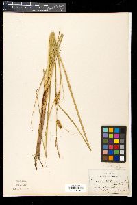 Carex walteriana var. brevis image