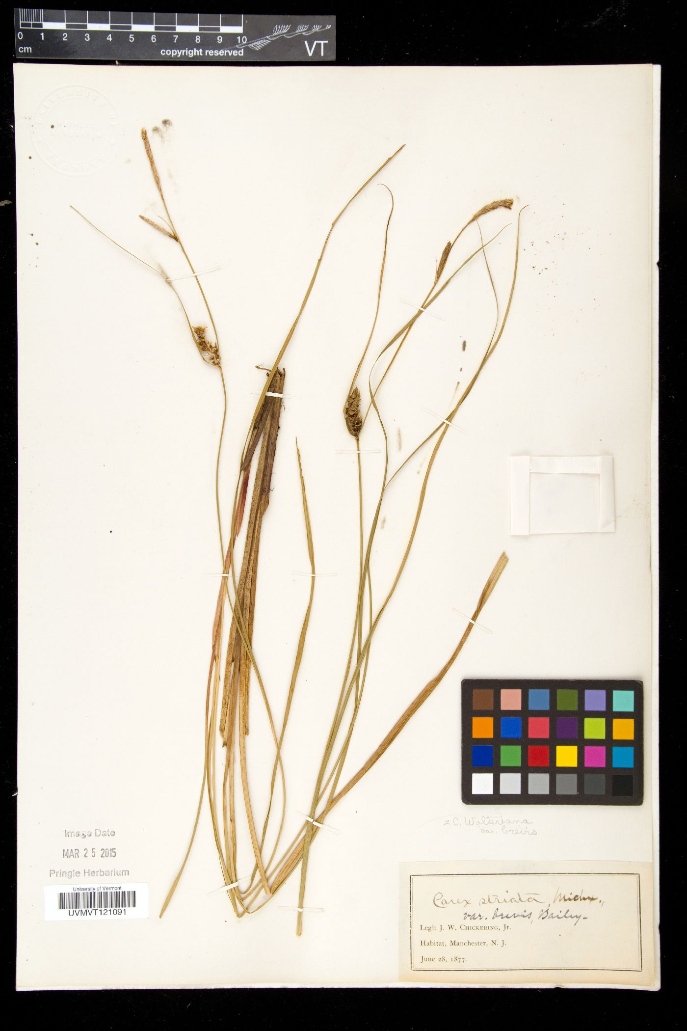 Carex walteriana var. brevis image