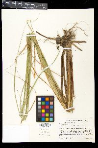 Carex walteriana image