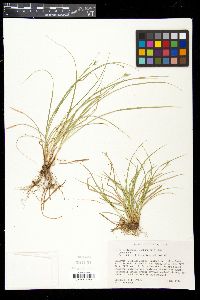 Carex willdenowii image