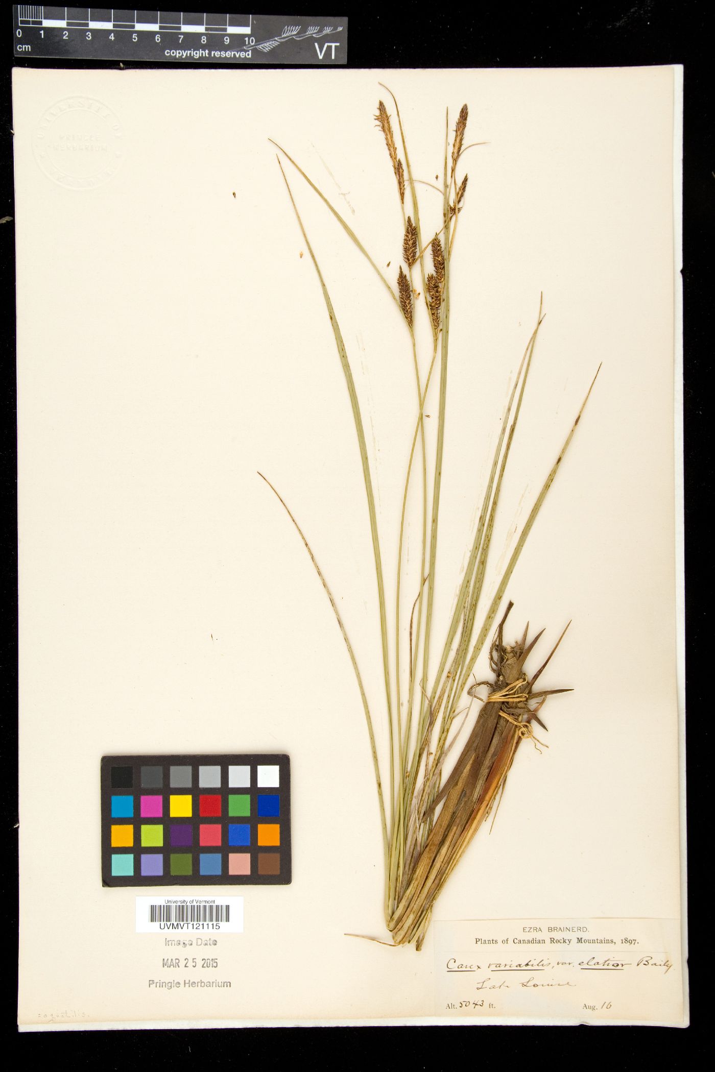 Carex variabilis var. elatior image