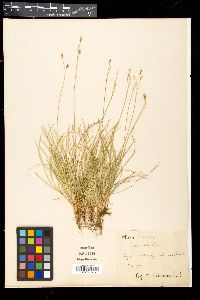 Carex alba image