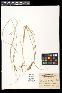 Image of Carex argyrolepis
