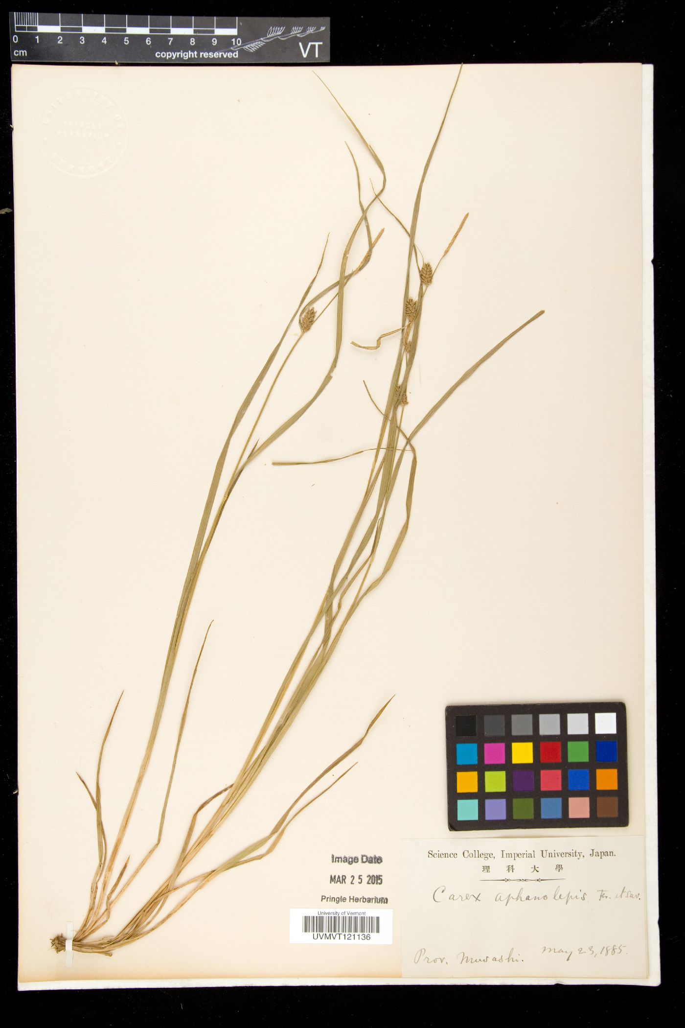 Carex aphanolepis image