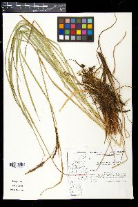 Carex acuta image