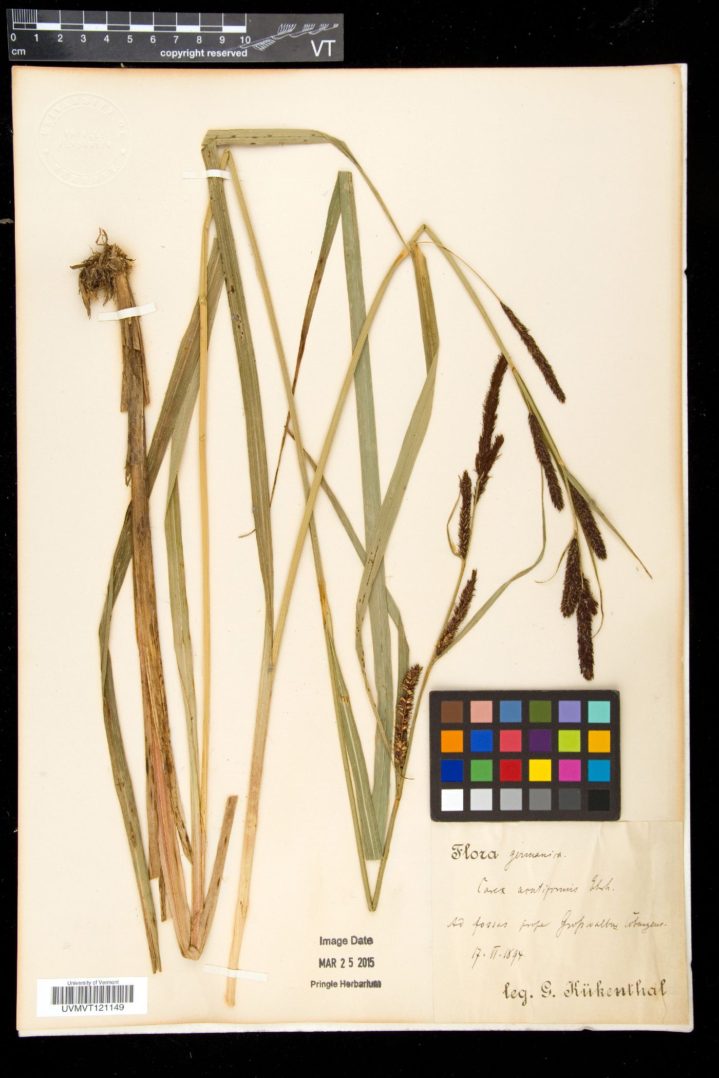 Carex acutiformis image