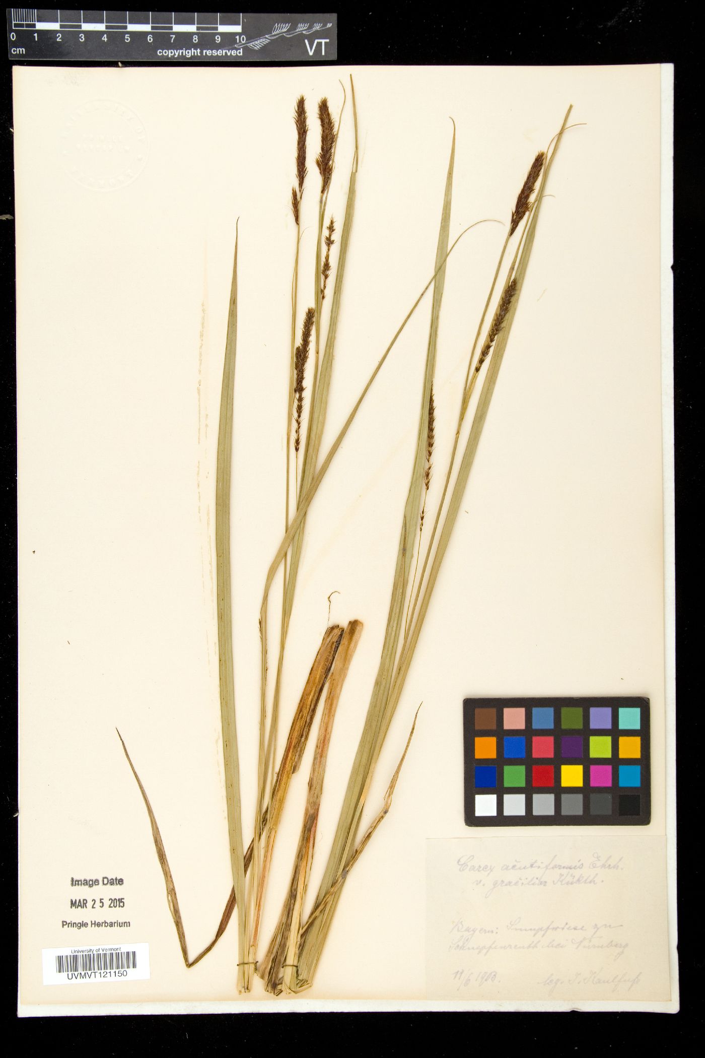 Carex acutiformis image