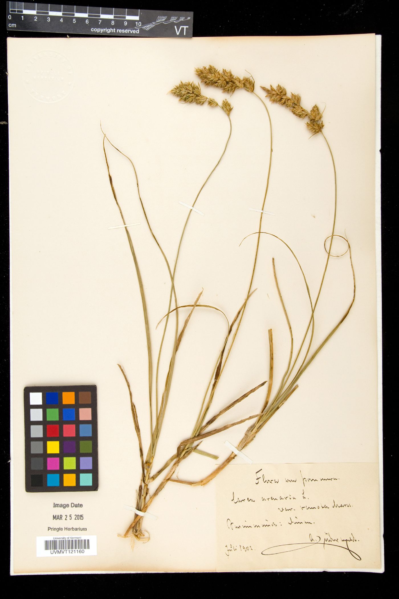 Carex arenaria image