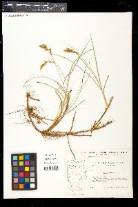 Carex arenaria image