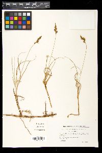 Carex arenaria image