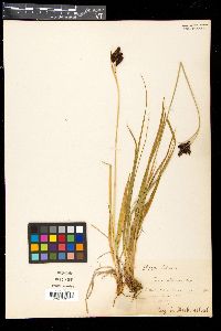 Image of Carex aterrima