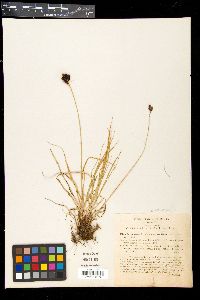 Carex atratiformis image