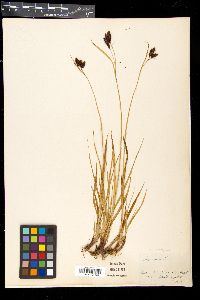 Carex atratiformis image