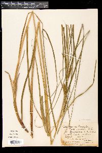 Carex setigera image