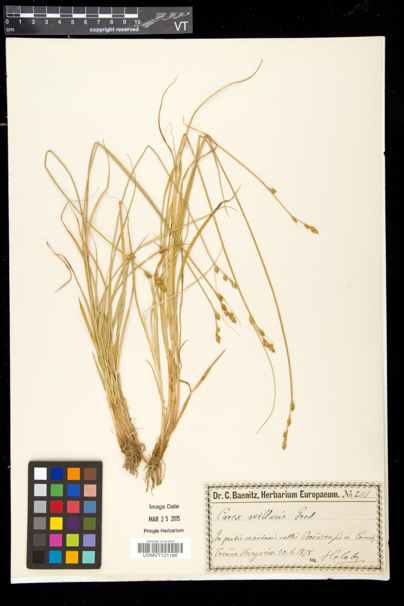 Carex remota subsp. remota image