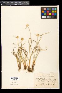 Carex baldensis image